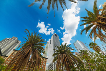 Fototapeta na wymiar palm trees in Los Angeles