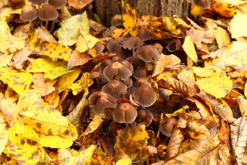 Mushrooms in the yellow foliage