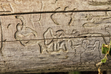 Wood with engraved wood-worm paths