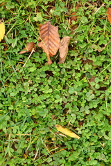 Detail of the trifolium field