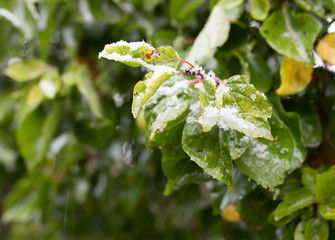 First snow on the leaves of plants