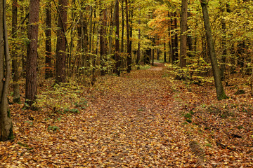 Foliage covering wide path into the woods
