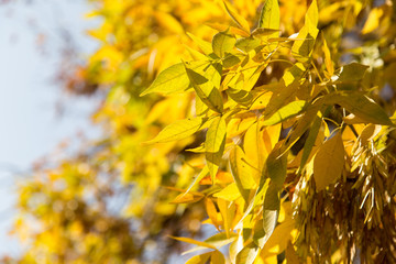 yellow leaves on the tree in autumn
