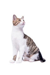 Cute cat on white background © zrenjaninac
