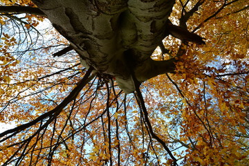 Herbstbaum von Unten
