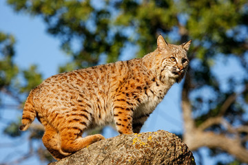 Bobcat standing on a rock