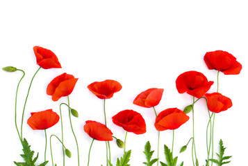 Red poppies (common poppy, corn poppy, corn rose, field poppy, Flanders poppy, red weed, coquelicot) on white background. Top view, flat lay