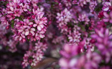 Pink flowering