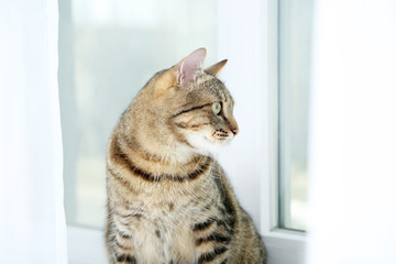Beautiful cat sitting on the windowsill, close up