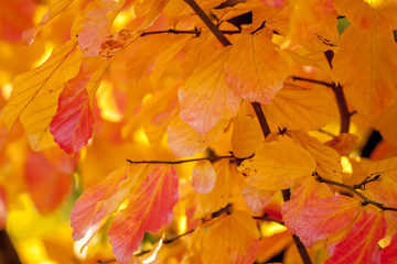 autumn yellow leaves