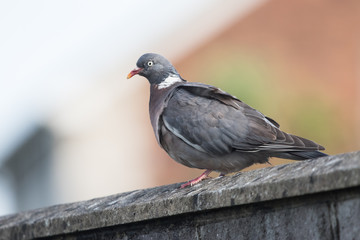 Common Wood Pigeon, Wood Pigeon, Columba palumbus