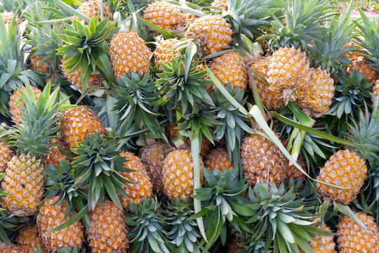 A lot of pineapples