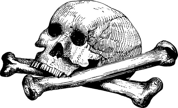 Vintage image human skull