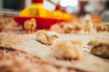 Little yellow chicks in chicken farm. 