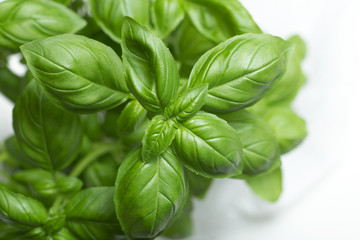 Basil leafs on the dark background. Green leaves closeup. Aromatic ingredient in culinary, raw for beverage and dishes. Traditional Italy spice for pasta, pizza, salads. Macro. 