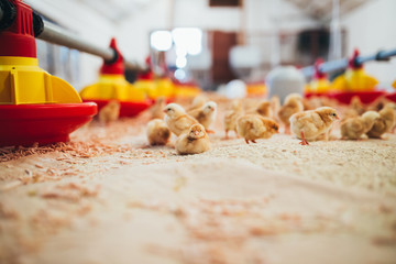 Little yellow chicks in chicken farm.  © hedgehog94