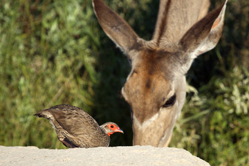 The Swainson's spurfowl, Swainson's francolin or chikwari (Pternistis swainsonii), with the kudu