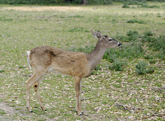 Naklejka na ściany i meble Female Fallow Deer standing in grassland