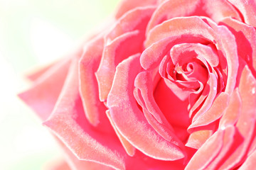 Pink Rose Background – A bright pink rose background. 