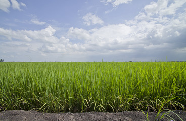 Rice field.