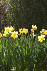 Daffodils