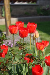 Red tulips