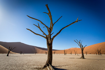 Dead Tree Namibian Desert 