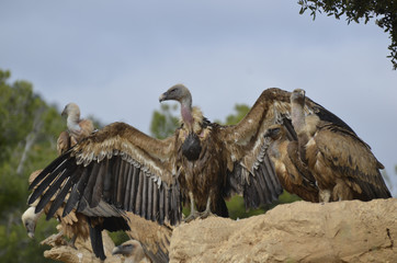 Buitre leonado a punto de alzar el vuelo