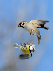 Flying Tree sparrow and Blue tit