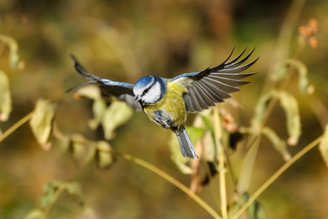 Flying Blue Tit among autumn yellow grasses