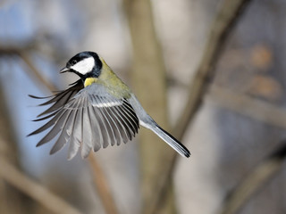 Flying Great Tit in the forest - 127106567