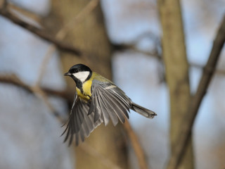 Flying Great Tit in the forest
