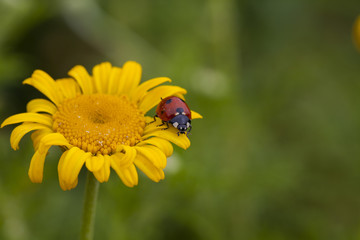 Coccinella