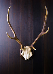 Hunting trophy. Stags antlers against dark background