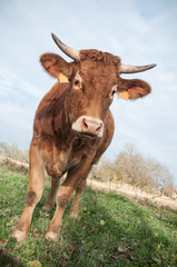 portrait de vache brune en gros plan