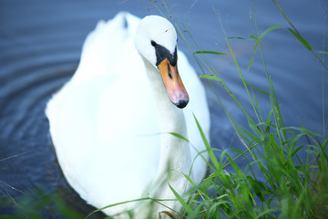 Łabędź niemy