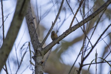 Goldcrest (Regulus Regulus)