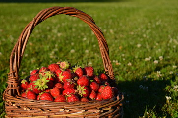 Fototapeta na wymiar Basket full of fresh red ripe strawberries on green grass