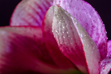 Pink flower with water drops over dark blue background.