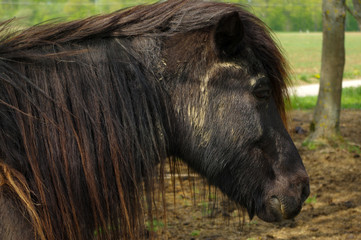 close up of a dark brown iceland horse standing on the pasture between trees