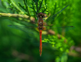 Dragonfly on a green leaf