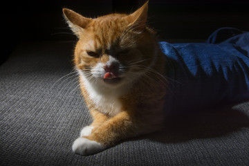 Fototapeta na wymiar Home Based red cat on a dark background