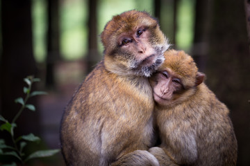 Affectionate Barbary Macaque