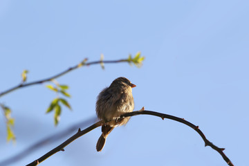 Little sparrow, which is cold