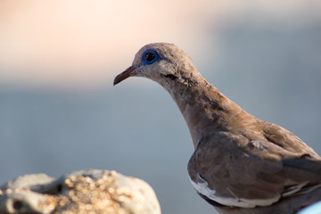 Blue eyes pigeon 