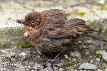 Fledgling Blackbird fatally wounded from cat attack.
