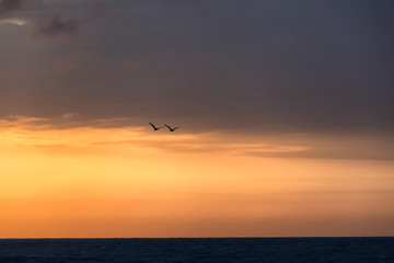 Fototapeta na wymiar Two pelicans flying together