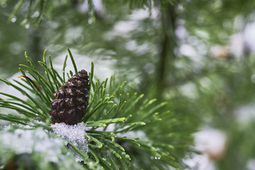 Pine cone with snow