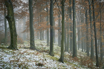 Fototapeta premium Late autumn snowy beech forest