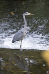 Grey Heron (Ardea cinerea)